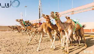 مسابقات شتر سواری قطر و مسیر دیدنی آن